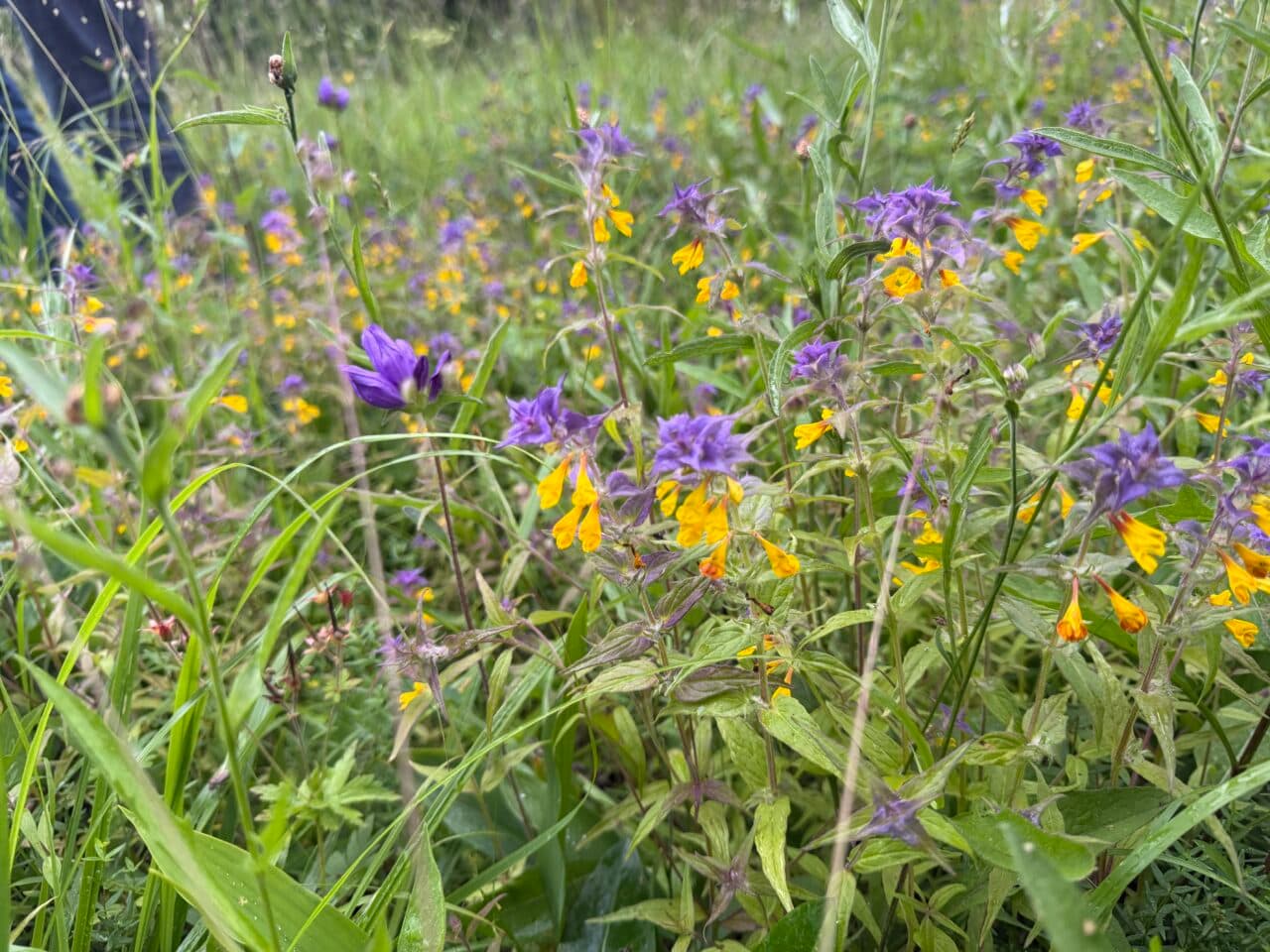 Lundkovall